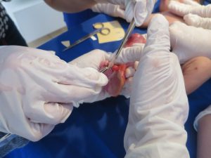 Wound EB management training for the patient, dermatologist, and trainee using hydrocolloid and hydrogel (2017).